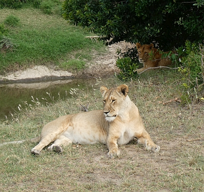 Masia Mara