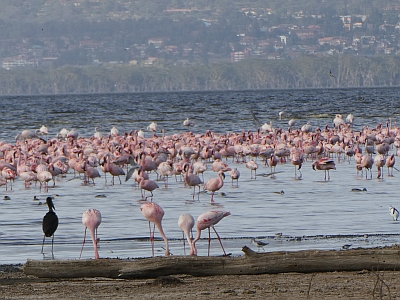 Lake Nakuru