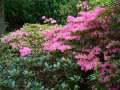 The gardens are famous for their rhodedendrons and azaleas