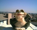 Froggie in Austin, Texas