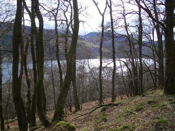 View of the loch as we walk through the oak woods